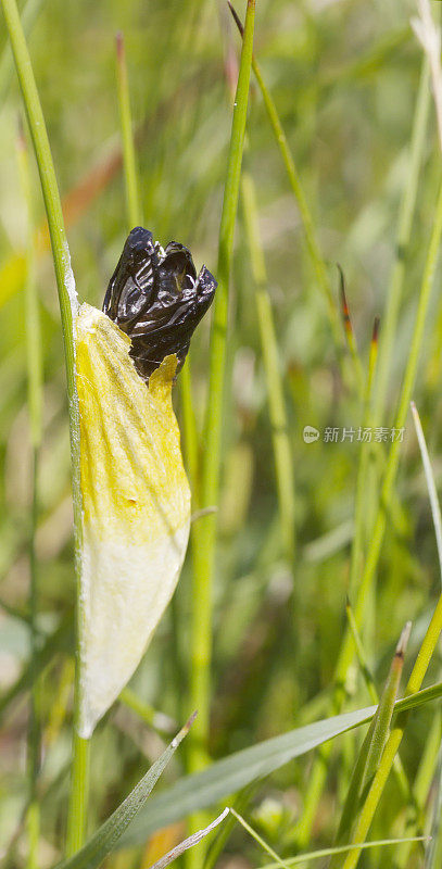 6点Burnet (Zygaena filipendulae)宝贝